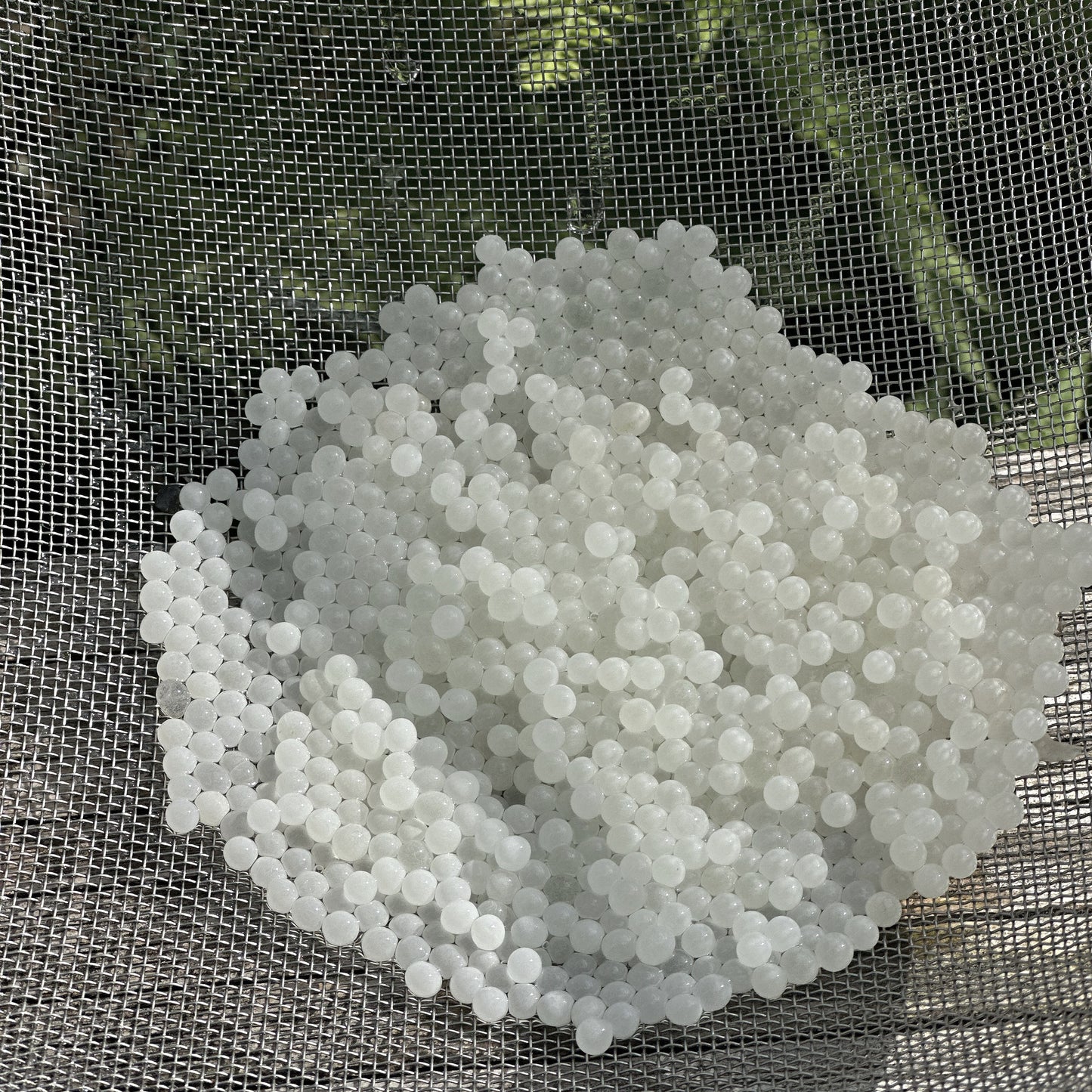 Kaiserperlen | Weinbergschneckenkaviar