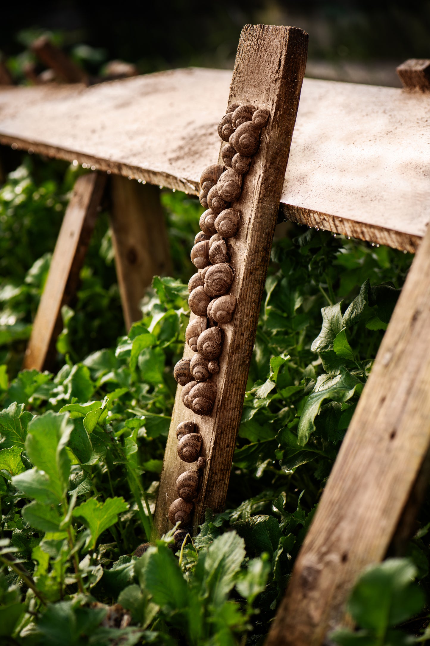 Weinbergschneckenfarmführung