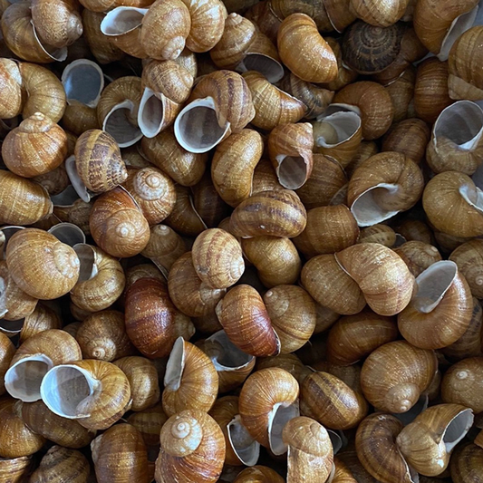 Natural snail shells - approx. 200 pieces 